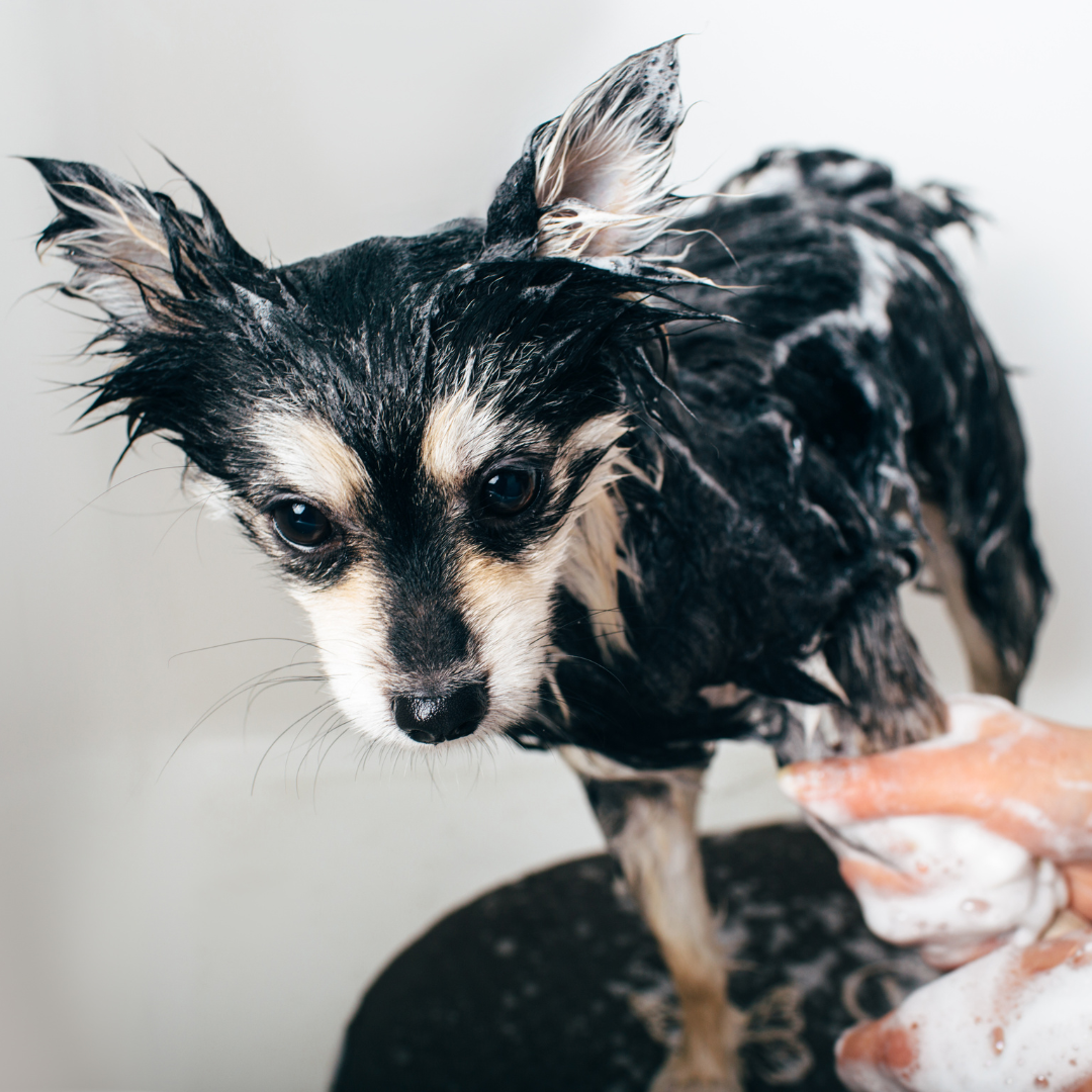 Farbglanz Hundeshampoo