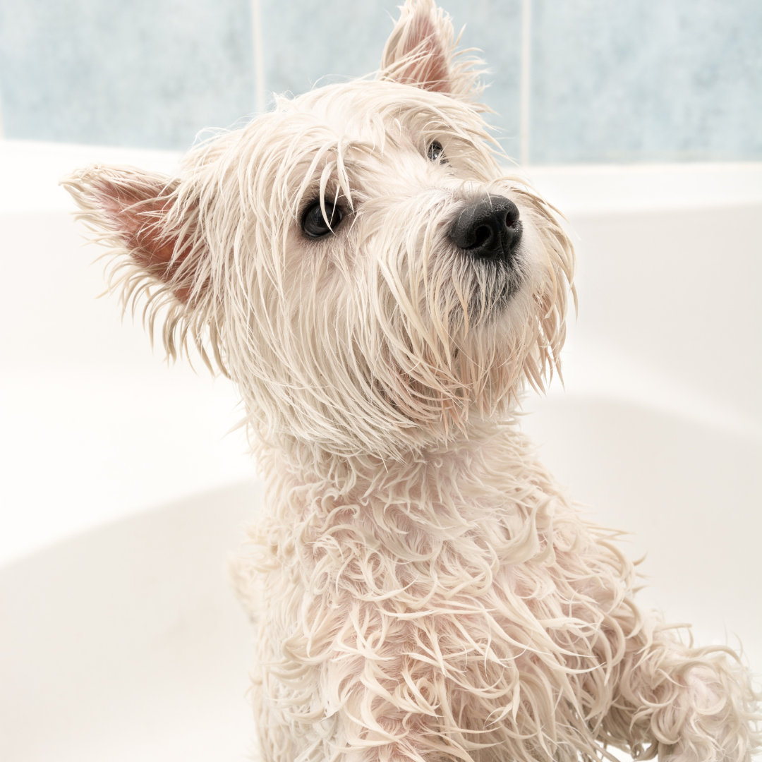 Farbglanz Hundeshampoo