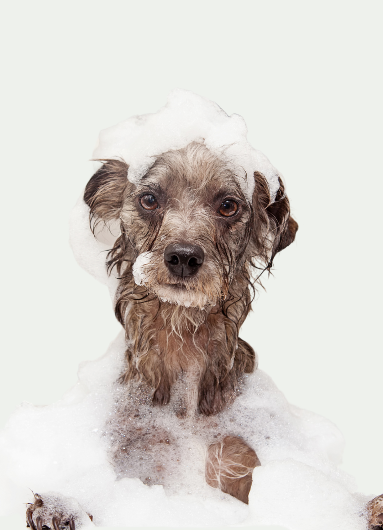 Farbglanz Hundeshampoo